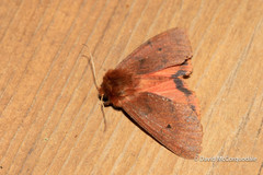 Phragmatobia assimilans