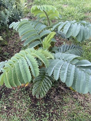 Melianthus