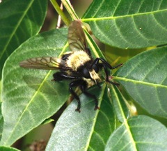 Laphria divisor