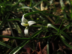 Rhynchospora blepharophora