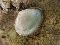 Abra alba