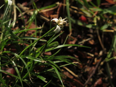 Rhynchospora blepharophora