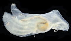 Ciona intestinalis