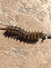 Hemileuca eglanterina