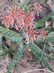 Aloe × commutata