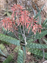 Aloe × commutata