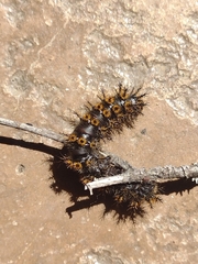 Hemileuca eglanterina