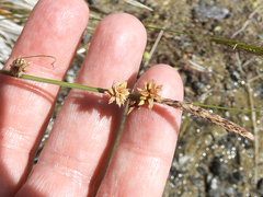 Carex serratodens