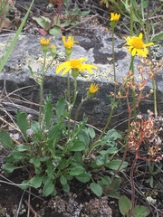 Packera ogotorukensis