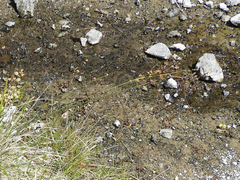 Carex serratodens