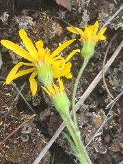 Packera ogotorukensis