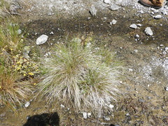 Carex serratodens