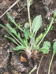 Packera ogotorukensis