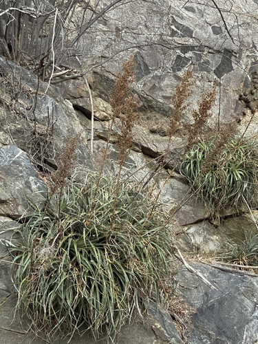 Hechtia montana Brandegee