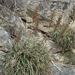 Hechtia montana - Photo (c) Glenn Ehrenberg, μερικά δικαιώματα διατηρούνται (CC BY-NC), uploaded by Glenn Ehrenberg