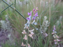 Astragalus gracilis