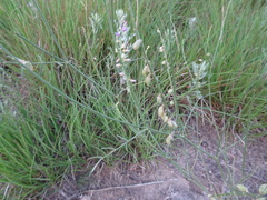 Astragalus gracilis