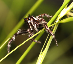 Sandalodes bipenicillatus