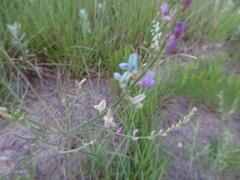 Astragalus gracilis
