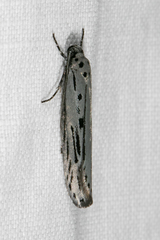 Ethmia monticola
