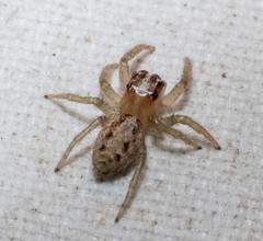 Chira gounellei
