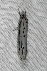 Ethmia monticola