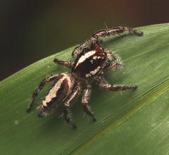 Sandalodes bipenicillatus