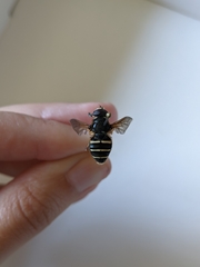 Sericomyia nigra