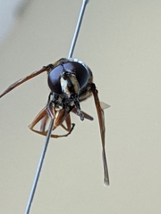 Sericomyia nigra