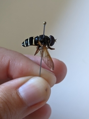 Sericomyia nigra
