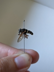 Sericomyia nigra