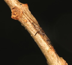 Janula