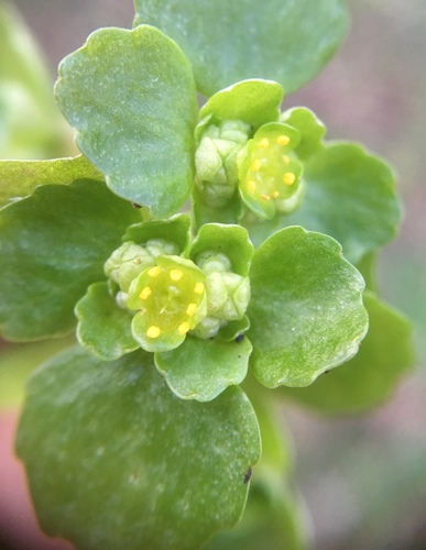 Opposite-leaved Golden-saxifrage