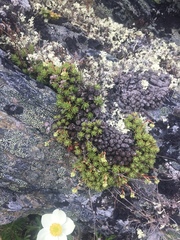 Saxifraga bronchialis funstonii