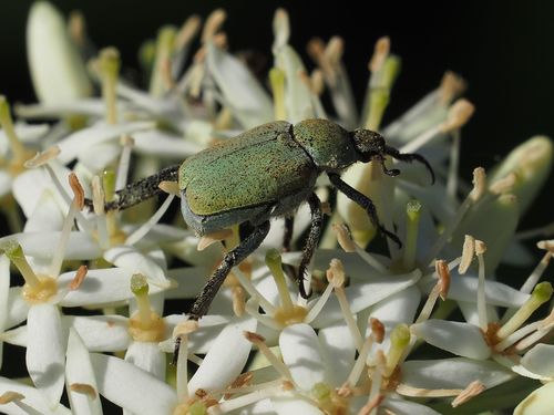 Mountain monkey beetle photo 5