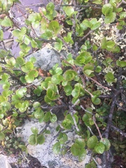 Betula nana