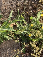 Hieracium glaucinum similatum