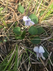 Viola epipsiloides