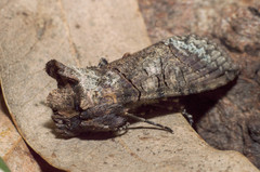 Mouralia tinctoides