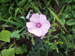 Malva trimestris