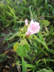 Malva trimestris