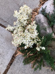 Filipendula vulgaris
