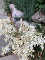 Filipendula vulgaris