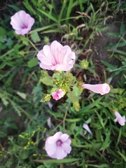 Malva trimestris