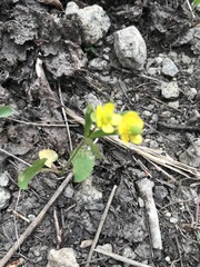 Ranunculus inamoenus