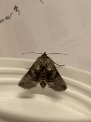 Abrostola tripartita