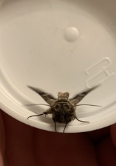 Abrostola tripartita