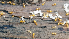 Crematogaster minutissima