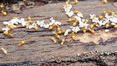 Crematogaster minutissima