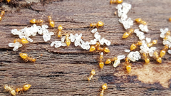 Crematogaster minutissima